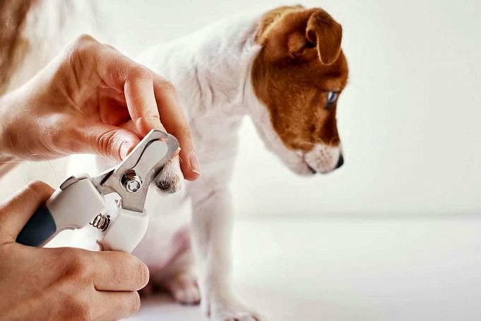 11 Semplici Consigli Su Come Tagliare E Tagliare Le Unghie Del Tuo Chihuahua