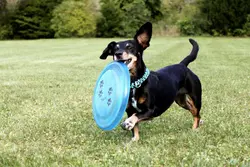 6 Il giocattolo per cani con disco volante in gomma resistente KONG Flyer è il miglior giocattolo per dischi volanti