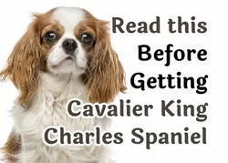 Cavalier King Charles Spaniel