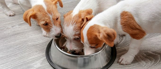Come Misurare Le Porzioni Di Cibo Per Cani. PREVENIRE La Sovralimentazione