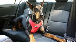Come Scegliere Le Migliori Imbracature Per Cani Per I Viaggi In Auto