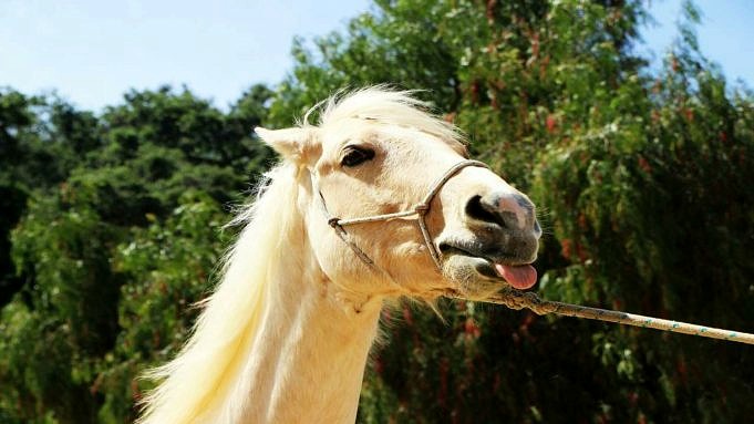 Cosa Significa Quando Un Cavallo Ti Fa Le Labbra? Scoprire