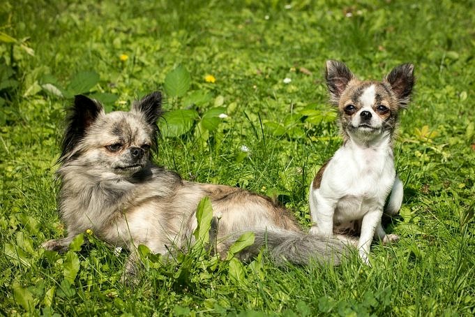 Quanto Dormono I Chihuahua? Ore, Abitudini E 13 Consigli