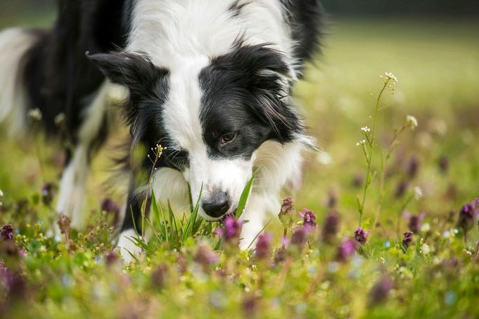 Quattro Motivi Per Cui I Cani Mangiano L'erba Da Un Veterinario